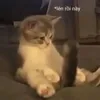 concunhonhosieunhando2