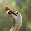 halszkaraptor.official