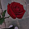 user1887991230310