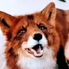 The world of foxes
