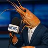 Shrimp News