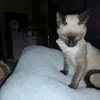 annitalaloca_1234.8