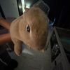 biscut.the.bunny2