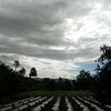 arlensubuyuj