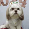 amora_shihtzu15