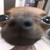 n1tr0.editz