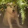 naogiaudoiten0774