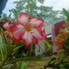 mieayam_740