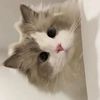 silkycat191