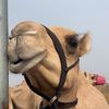 ,َسالم ،,َالعمري 🔰