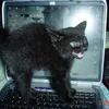 looolmemprank