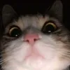 doxinhh25