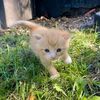ayesha.siddika0439