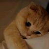 mounira_38