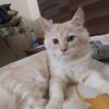 rayhan50148