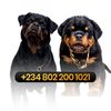 superqualitykennels