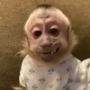 driedmangoluvr33