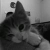 bluwie_pix008