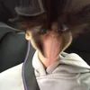 zxst_miro3.0