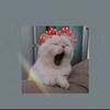 sheke89k8rra