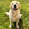 frankiethegolden01