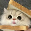 kittenpeach1