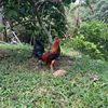 gallos9341