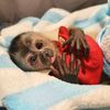 Mika Capuchin มีก้า คาปูชิน