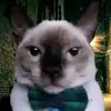 jaret3184