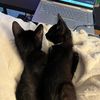 chickadee_and_merlin