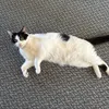 charlie1122345