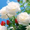 user9812132811336
