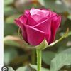 user1311815367721