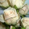 user8588061600980
