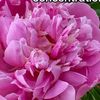 crystalchacha1