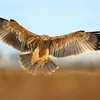 haidernaeem68