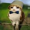 meowl.222