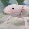 axolotl.lover16