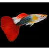 ng.thp.guppy.1