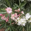 khaoula06064