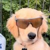 tiger_the_golden1