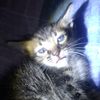 meowwkecil4790