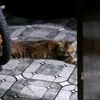 shakila_223344