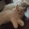 kiikcat