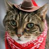 catword087