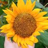 sunflower85200