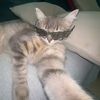 secill.rawrr