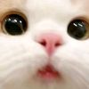 lily75589