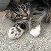 fangpeach