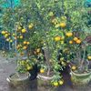 Anwar Nursery farm